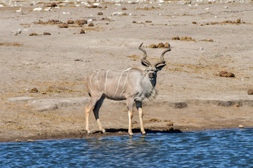Kudu - Etosha, Namibia