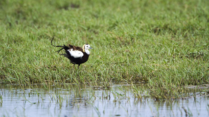 Pheasant-tailed Jacana in Bundala national park, Sri Lanka