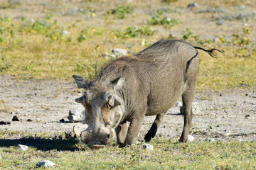 Warthog - Etosha, Namibia