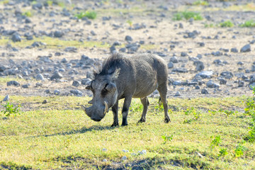 Warthog - Etosha, Namibia