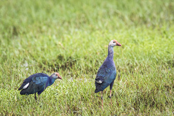 Purple Swamphen in Bundala national park, Sri Lanka
