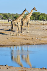 Giraffe - Etosha, Namibia