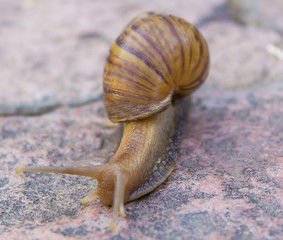 snail