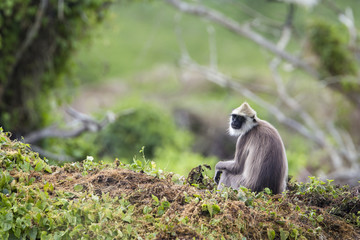 Tufted gray langur in Bundala national park, Sri Lanka