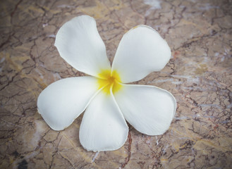 frangipani flower