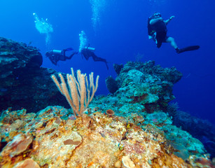 Fototapeta na wymiar Colorfull reef and group of divers, Cayo Largo, Cuba