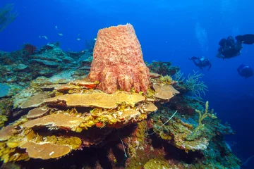 Gordijnen Coral reef near Cayo Largo, Cuba © Rostislav Ageev