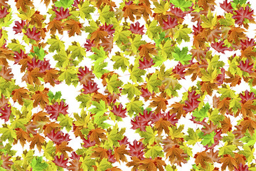 autumn leaves isolated on white background