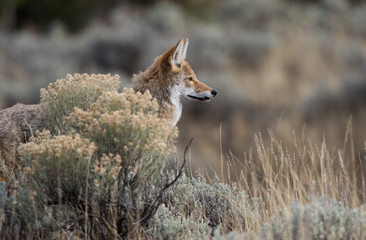 Coyote