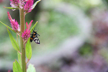 Butterfly on Pink cockscomb flower blooming(Celosia cristata) ba