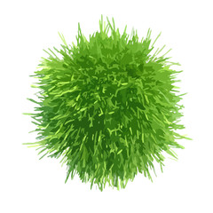 Vector illustration of fresh green grass piece
