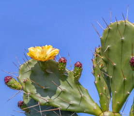 figuier de barbarie, cactus-raquette 