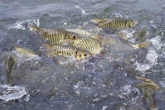 Java barb, Silver barb fish bustle eat feed in farm, Selective F