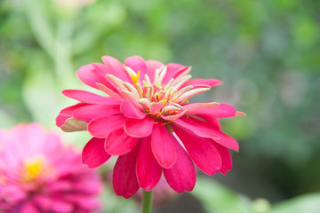 Vivid close up Zinnia flower
