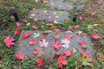 Fototapeta premium Pebbled Stone Steps with Fall Maple Leaves