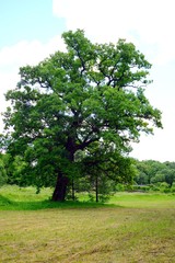 Old tree in Entertainment and Recreation Center Belmontas