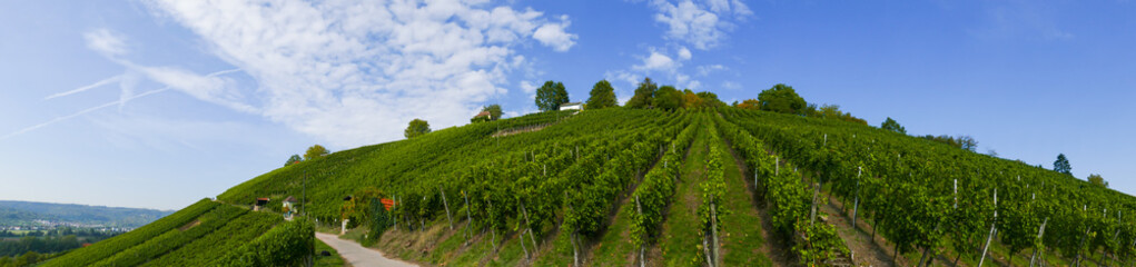 Fototapeta na wymiar Panoramabild eines Weinbergs vor blauem Himmel