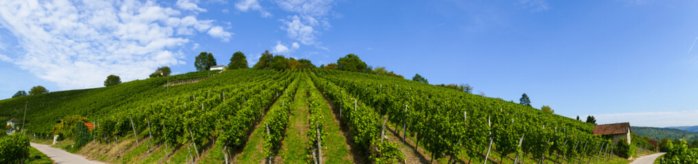 Fototapeta na wymiar Panoramabild eines Weinbergs