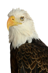 Head of bald eagle over white background