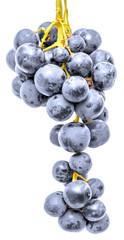 grappe de raisins noirs sur fond blanc