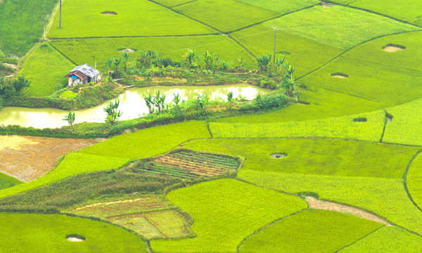 Colorful rice field in valley in Bac Son, Lang Son, Vietnam