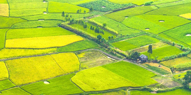 Colorful rice field in valley in Bac Son, Lang Son, Vietnam