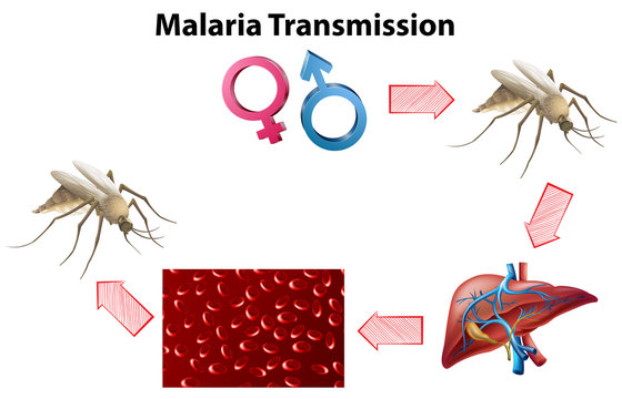 Malaria Transmission diagram with no text