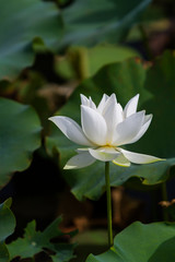 Lotus flower and Lotus flower plants