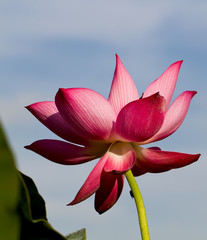 Lotus flower and Lotus flower plants