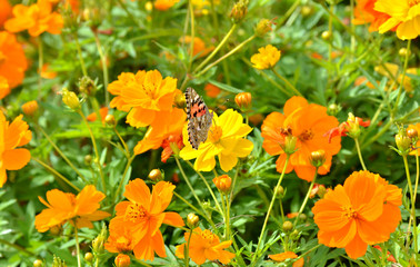 蝶とキバナコスモス