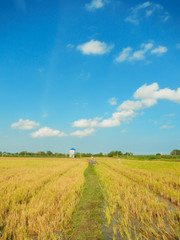 Mekong ricec field 