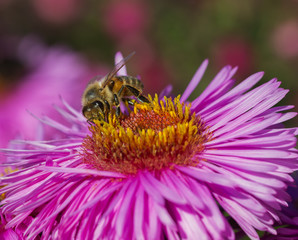 Bee on the flower.