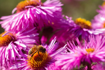 One bee on the flower.
