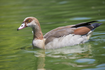 brown duck
