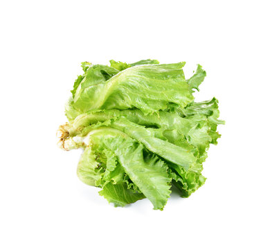 Fresh  lettuce isolated on white background