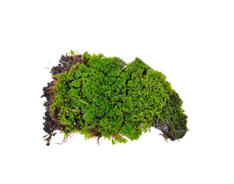  green moss on white background