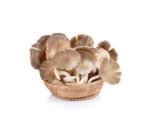 oyster mushroom on white background