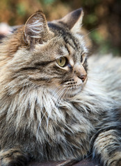 Obraz premium cat on wood