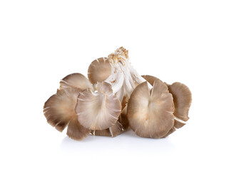 oyster mushroom on white background