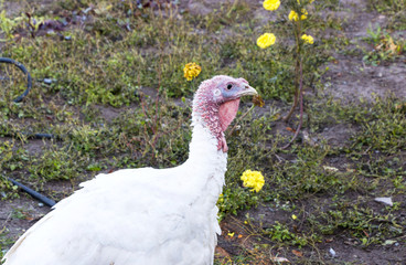 White turkey on poultry farm