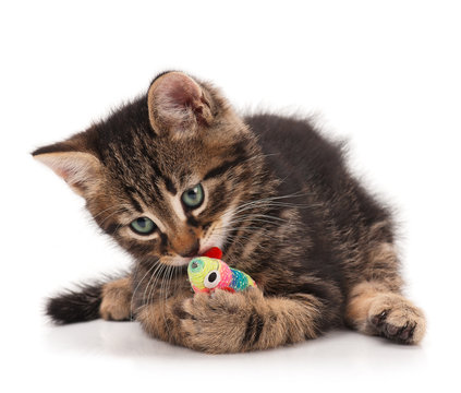 Cute kitten