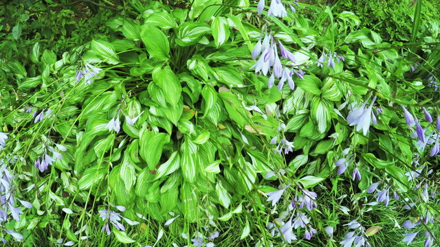 Flower Garden in city park