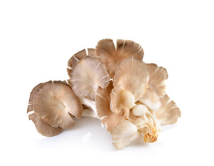 oyster mushroom on white background