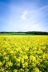 Obraz premium Rabsfeld in einer Hügellandschaft