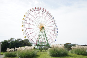 観覧車とパンパスグラス