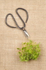 sweet basil and herb scissors on jute