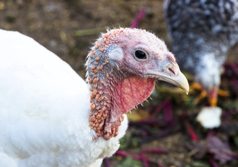 White turkey on poultry farm