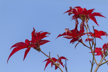 autumn leaves