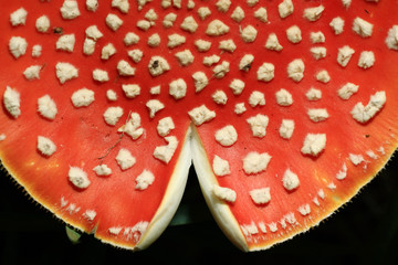 Obraz premium agaric mushroom