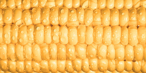 Grains of ripe corn